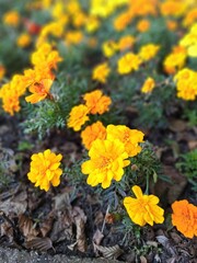 yellow flowers in the garden