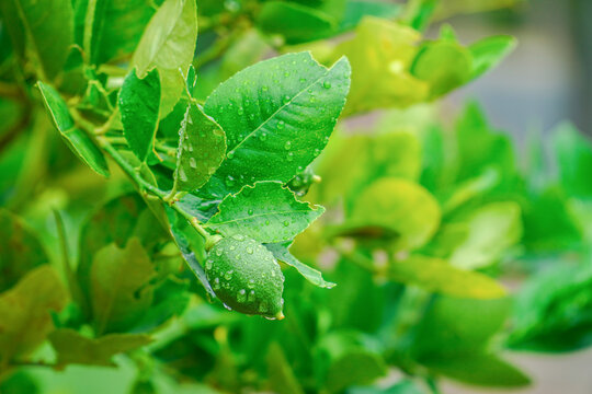 fresh green lime on tree after the rain.