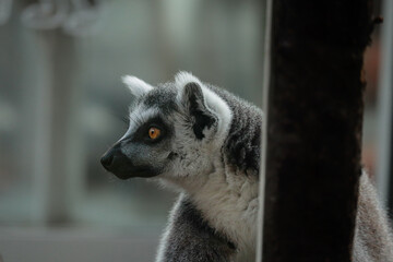 Portrait of a sitting lemur