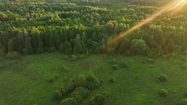 Forest on sunset. Bird's eye view of wildlife. Drone shot flying over spruce treetops in wild. Nature landscape footage. Fir-tree and Spruse trees in forest on sunset. Over Wilderness wildlife. 