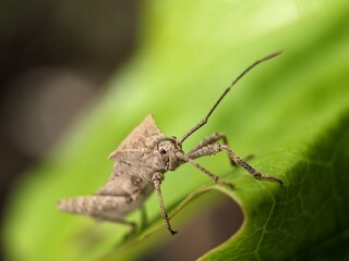 stinky bug macro photography