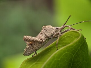 stinky bug macro photography
