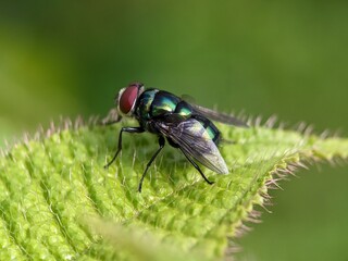 fly macro photography