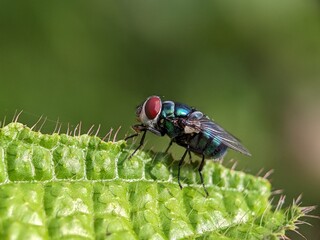 Fly Macro Photography