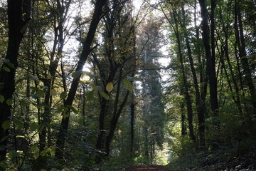 Obraz premium Der Wald und seine Farben