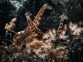Giraffe