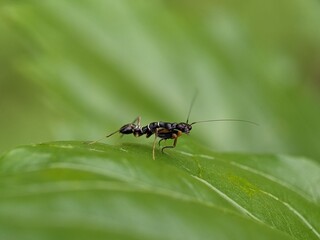 ant on leaf