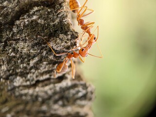 Ants Macro Photography