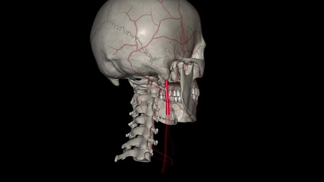The occipital artery is a branch of the external carotid artery that provides arterial supply to the back of the scalp, sternocleidomastoid muscles