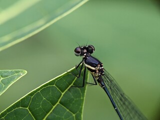 close up of a dragonfly