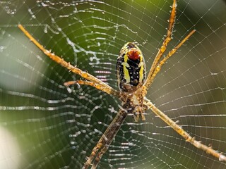 Spider Macro Photography