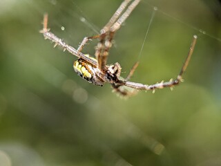Spider Macro Photography