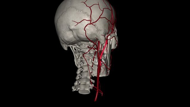 The external carotid artery is a major artery of the head and neck. It arises from the common carotid artery when it splits into the external and internal
