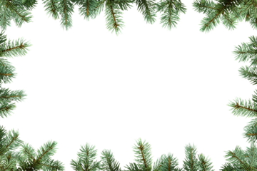 Frame of Christmas tree branches in PNG isolated on transparent background, border