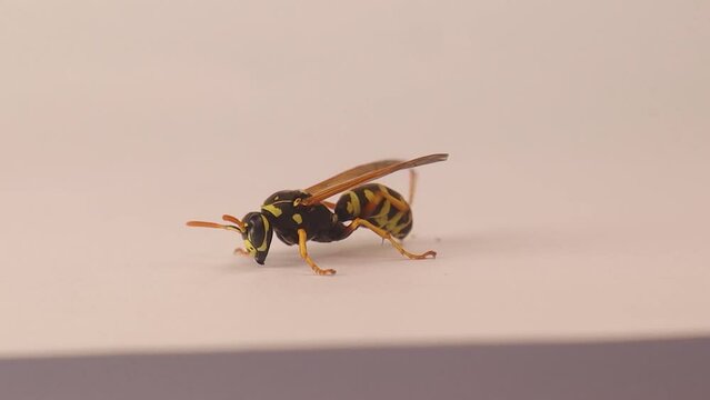 European paper wasp ( Polistes dominula ) isolated on a white background.
Yellow wasp cleaning itself.