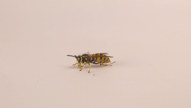 German yellowjacket (Vespula vulgaris) isolated on white background.
Also called yellow hornet, European wasp.
wasp drinks a drop of sweet water and cleans itself.
Social insects, insect
Bugs, bug