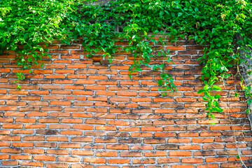 Texture of old Orange brick wall large and green vine leaves that grows naturally background