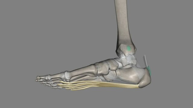The Plantar aponeurosis is the modification of Deep fascia, which covers the sole .