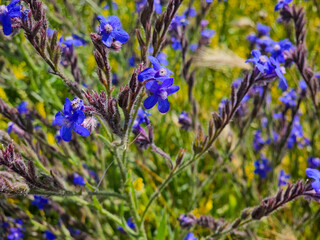 Blue wild flower. Probably bugloss (Anchusa Azurea) Native in Sivas, Turkey.