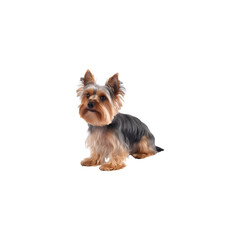 Yorkshire Terrier dog breed no background