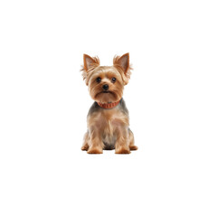 Yorkshire Terrier dog breed no background