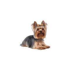 Yorkshire Terrier dog breed no background