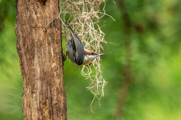 Brown-headed Nuthatch 