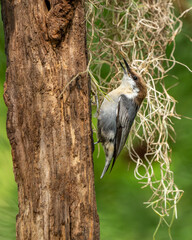 Brown-headed Nuthatch 