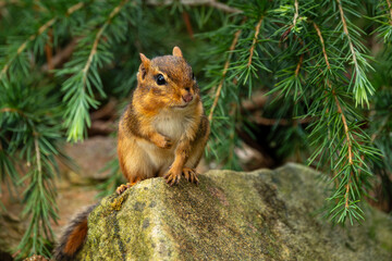 Chipmunk