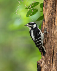 Downy Woodpecker 