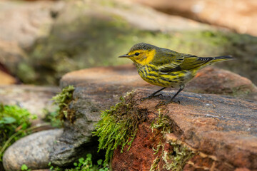 Cape May Warbler 