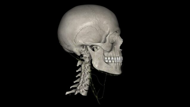 The lymphatic drainage of the head and neck is unique.