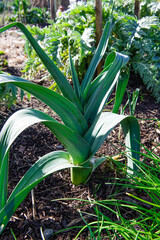 Obraz premium Leeks Growing in the Vegetable Garden