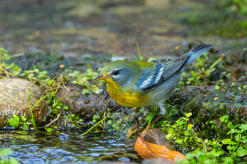 Northern Parula