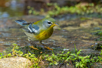 Northern Parula