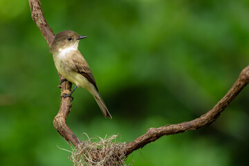 Eastern phoebe