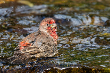 House Finch 