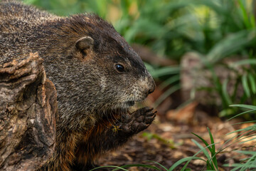 Ground Hog 