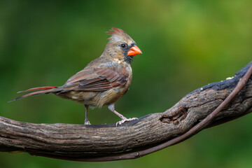 Northern cardinal 