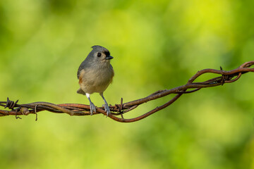 Tufted Titmouse