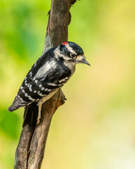 Downy Woodpecker 