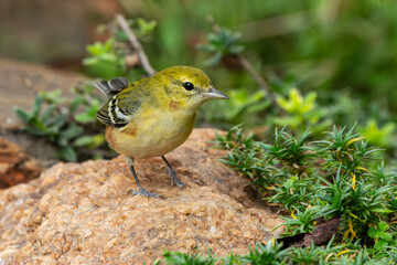 Bay-breasted Warbler 