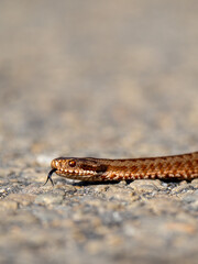 Viper on the road, snake on the way, adder