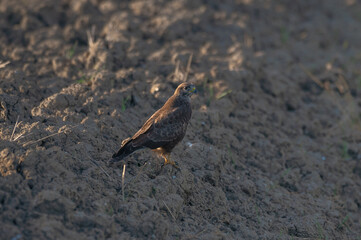Buteo buteo, Common buzzard, Buse variable