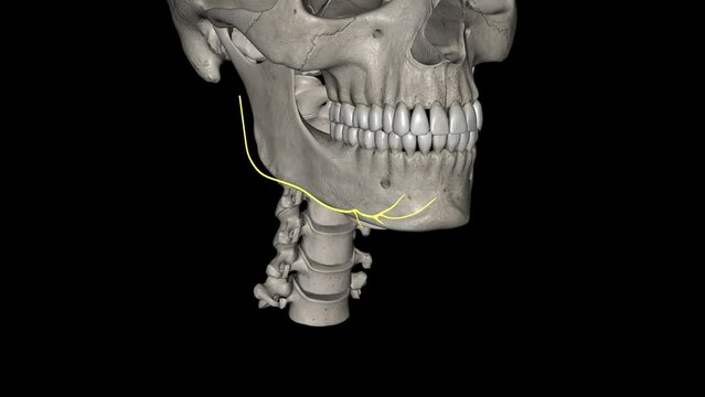 The marginal mandibular branch of the facial nerve arises from the facial nerve (CN VII) in the parotid gland at the parotid plexus.