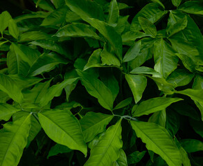 Green leaves. Nature background. Green background.