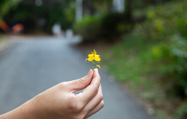 손으로 들고 있는 작고 귀여운 노란 꽃잎