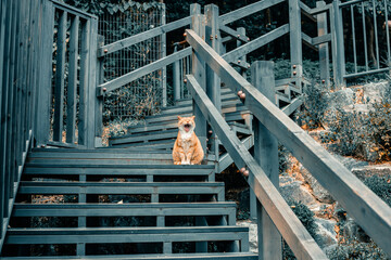 계단에 앉아 나른하게 하품하는 귀여운 고양이