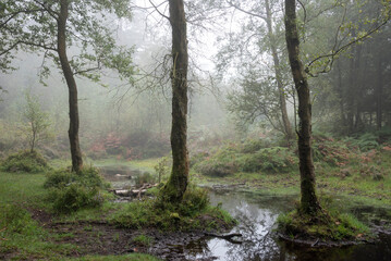 Stunning foggy forest late Summer landscape image with glowing mist in distance among lovely dense woodland