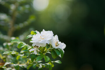 White park rose flowers on stem in garden on blurred green background, selective focus